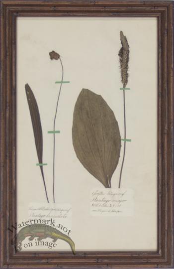 Herbarium BbF 04